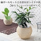 (観葉)おまかせハイドロ苗と麻ボールの鉢 白 M・L 2サイズセット 本州・四国限定[生体]