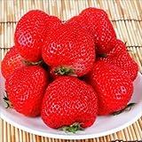 国華園　イチゴ苗　あかねっ娘　3株【※発送が国華園からの場合のみ正規品です】