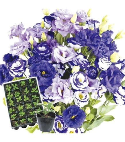 トルコキキョウ　トルコギキョウ　ユーストマ苗 トルコキキョウ ユーストマ苗セレブボルドー - メルカリ