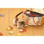 猫 freeサイズ画像 宝物みつけた 猫 freeサイズ画像 宝物みつけた