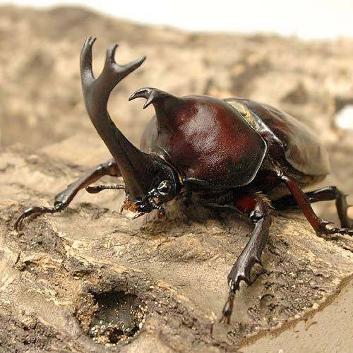 (昆虫)国産カブトムシ 幼虫(2～3令)(6匹) 本州・四国限定[生体]