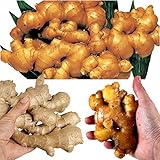 国華園　種ショウガ　激安ショウガお買得セット　3種3kg【※発送が国華園からの場合のみ正規品です】