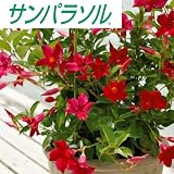 マンデビラ：サンパラソル クリムゾン5号鉢植え[サントリー] ノーブランド品