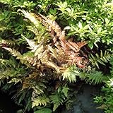 シダ：ベニシダ（紅羊歯）5号ポット8株セット[若芽が紅色となる常緑羊歯][日陰に庭に！] ノーブランド品