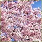 桜（サクラ）苗木　小彼岸桜