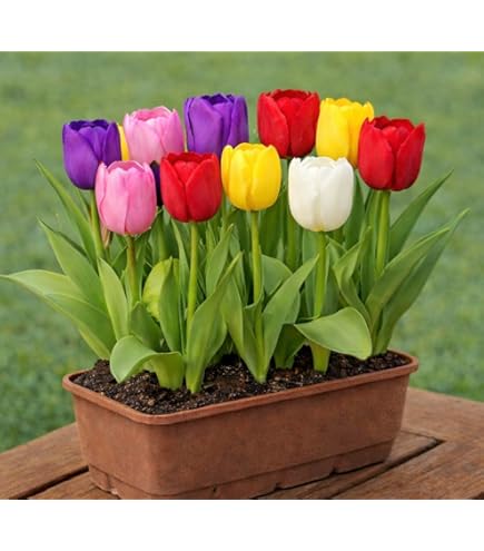 Amazon | チューリップ 球根 キャンディミックス 3種12球 （色分けあり