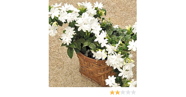 Amazon 国華園 花苗 ジャスミン 花美人 1株 21年春商品 鉢