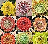 植物200種子希少なSempervivum Mix多量の種子テネリフェ