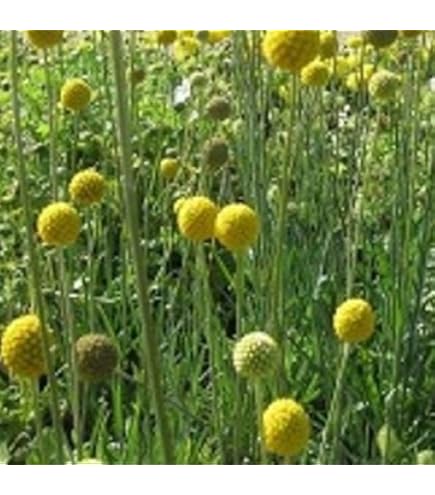 Amazon.co.jp: 【多年草】 エキノプス （ルリタマアザミ） リトロ 2株