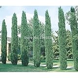 HOT !! 50 ITALIAN CYPRESS（カプレサス・センパーヴァイレンス）の木の種、人気の園芸植物、自然盆栽の木のプランター