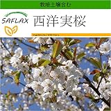 SAFLAX - 西洋実桜 - 10 個の種。- より良い栽培のための土壌を含みます - Prunus avium