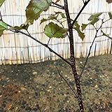 白樺 シラカバ クリムゾンフロスト 3年生苗