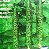 Branch cucumber seeds , hybrid - high temperature resistance, high resistance to disease -30seeds