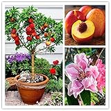 10 pcs sweet peach seeds,Peach Tree seeds,Dwarf bonanza peaches,bonsai Fruit seeds for home garden p