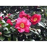 【30本セット】 サザンカ 樹高0.5m前後 10.5cmポット 山茶花 さざんか タチカン赤...