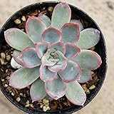 ブルーオリオン 7.5cmポット エケベリア Echeveria 'Blue Orion' 福岡県産 多肉植物 多肉 観葉植物 インテリアグリーン 寄せ植えに