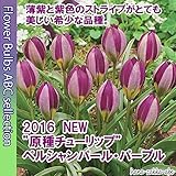 ★【人気】【店長イチオシ】チューリップ　ペルシャンパール 5球 【オランダからの花便り】【秋植え球根】