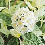 ＩＴＡＮＳＥ コデマリ ピンクアイス 3号 2個【品種で選べる花木苗】新芽やつぼみがピンク色に染まる