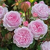 バラ 苗 イングリッシュローズ 【オリビア ローズ オースチン 大輪 返り咲き】 2年生 接ぎ木大苗 15リットル 鉢植え