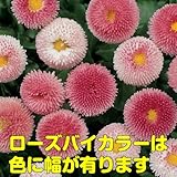 早春を飾るには年内植え付けを！ 耐寒性 一年草 デイジー （デージー） ベリシマ　 2株セット【ローズバイカラー】 パンジー・ビオラと一緒に植えましょう！