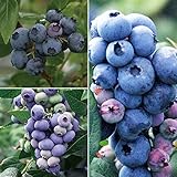 [ハイブッシュ系]ブルーベリー：デューク・スパルタン・ダローの3種セット[受粉セット・苗木] ノーブランド品