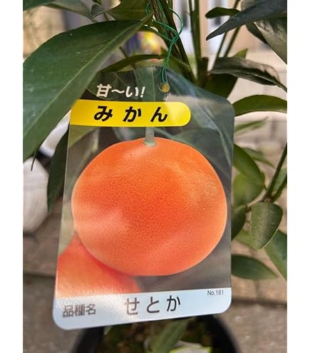 Amazon.co.jp: せとか みかんの苗木 ミカンの果樹苗 【6/20