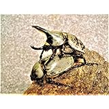 【生体】グラントシロカブトムシ 幼虫 5匹セット（グラントシロカブト カブトムシ 昆虫）