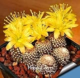 Best-Selling10pcs/Lot cactus Rebutia variety flowering color cacti rare cactus seed office mini plan