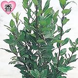 国華園　花木苗　月桂樹　1株【※発送が国華園からの場合のみ正規品です】