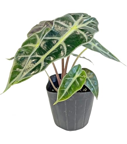 Amazon.co.jp: 観葉植物 希 アロカシア・スティングレイ ②