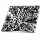 Danita Delimont – Trees – MassiveゴムTree Roots at Balboa Park in San Diego , CA – タイル 4" ct_207593_1
