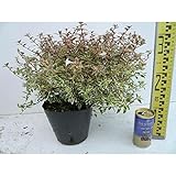 Amazon アベリア 新品種 カレイドスコープ 5号ポット苗 庭木 常緑樹 生垣 目隠し グランドカバー 低木 花