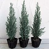 コニファー(ローソンヒノキ)：シルバースター3号ポット3株セット ノーブランド品