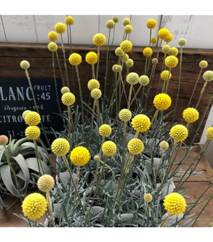 Amazon | 宿根草 観賞用ハーブ オレガノ ケントビューティー 1株