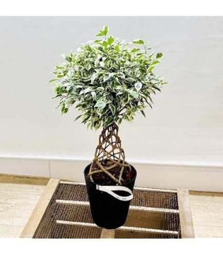 ⑩　フィカス　ベンジャミン　ネジリ　８号　特大苗木最高等級極上品‼️ ⑪ フィカス ベンジャミン ネジリ仕立て 8号 特大苗木最高等級