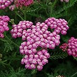 【宿根草】アキレア「サマー・ワイン」