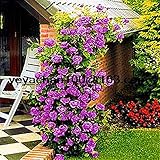 Purple fairy garden Climbing Roses bloom over time 200 flower seeds