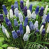 国華園　秋植え球根 ムスカリ4種ミックス (花色見計らい) 40球【※発送が国華園からの場合のみ正規品です】