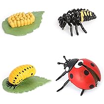 Amazon.co.jp: Jewelry 昆虫のブローチてんとう虫てんとう虫