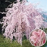 国華園　桜苗　平安しだれ　1株【※発送が国華園からの場合のみ正規品です】