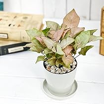 その他観葉植物 hapiAnthurium subsignatum Anthurium Subsignatum variegated