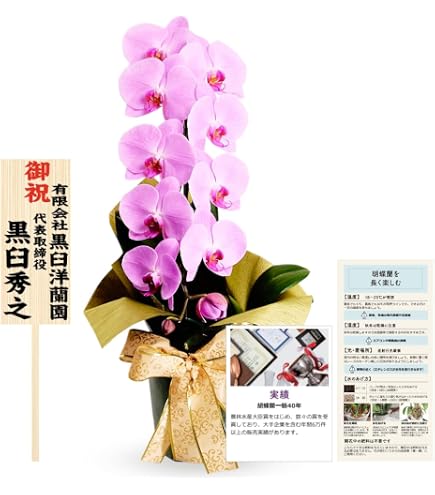 Amazon｜原種胡蝶蘭 phal. violacea インディゴ ブルー個体｜観葉植物