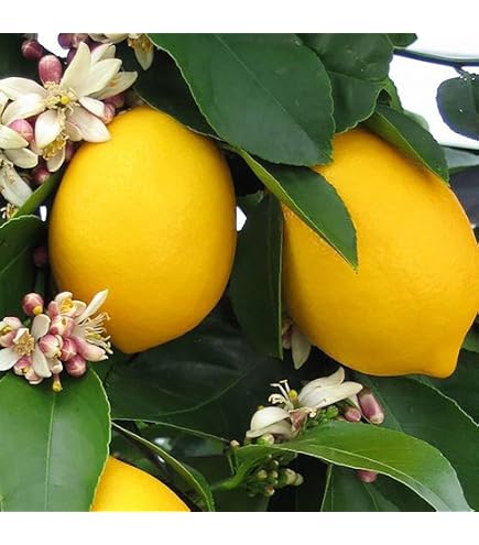マイヤーレモン、レモン21 2本セット苗 Amazon.co.jp: 有用植物苗 レモン レモン21 2株 / 国華園 25年春商品