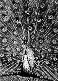 Merzphysics