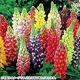 国華園　花苗 ラッセルルピナスミックス 16株【※発送が国華園からの場合のみ正規品です】