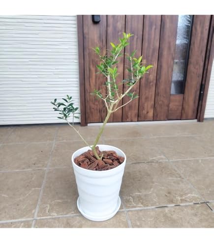 Amazon | オリーブ ミッション 樹高H:1500mm | 植木