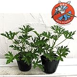 蚊連草(蚊よけ植物かれんそう）3号ポット2株セット[人気の苗] ノーブランド品