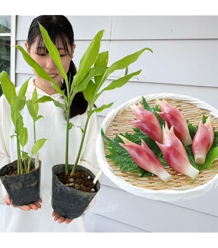 Amazon.co.jp: [ 山菜 ] ミョウガ苗 3.5寸ポット : DIY・工具・ガーデン