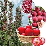 国華園　果樹苗　リンゴ　メイちゃんの瞳(メイ17P)　1株【※発送が国華園からの場合のみ正規品です】