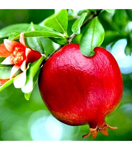 Amazon.co.jp: 種無石榴 ザクロ苗 種無しざくろ苗木 接ぎ木2年 : DIY